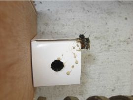 weißer Karton mit Ausflugloch der gehörnten Mauerbiene