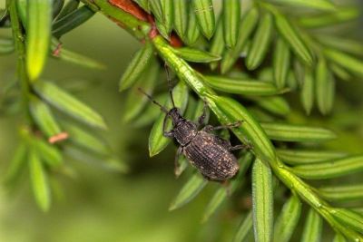 Dickmaulrüssler erwachsener Käfer