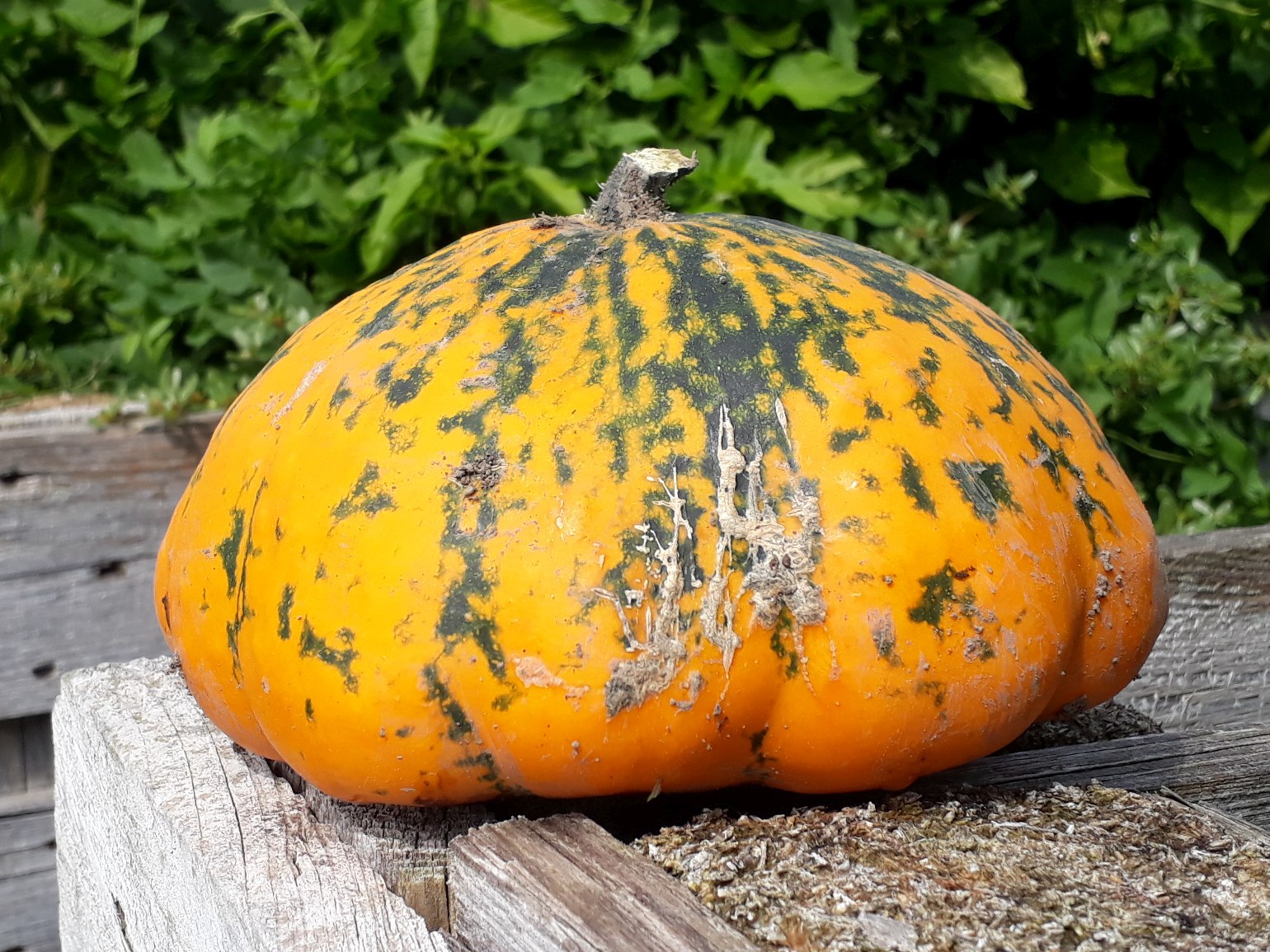 Kürbissuppe