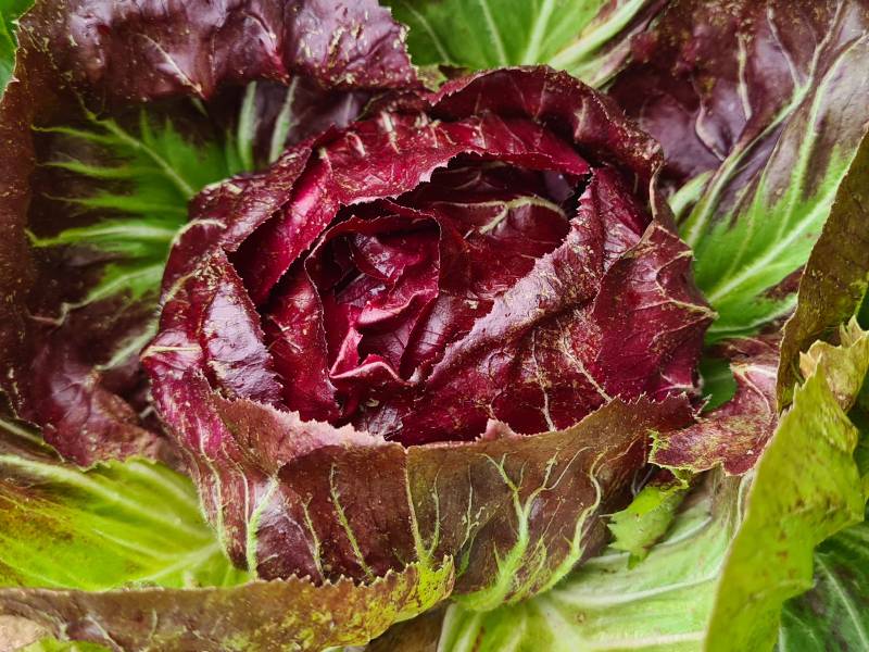 Sommergemuese-roter-Salat
