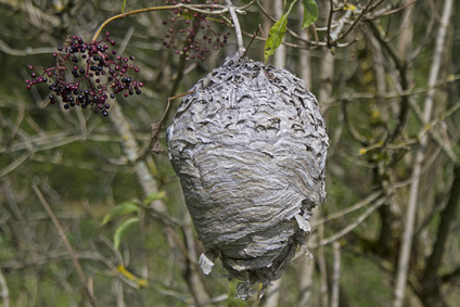 Hornissennest