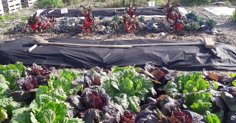 Beet mit Mulchfolie Beet mit Mulchfolie