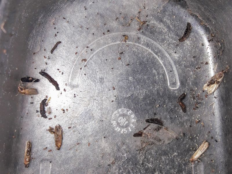 Motten Was Tun Teil 1 Biogarten Blog