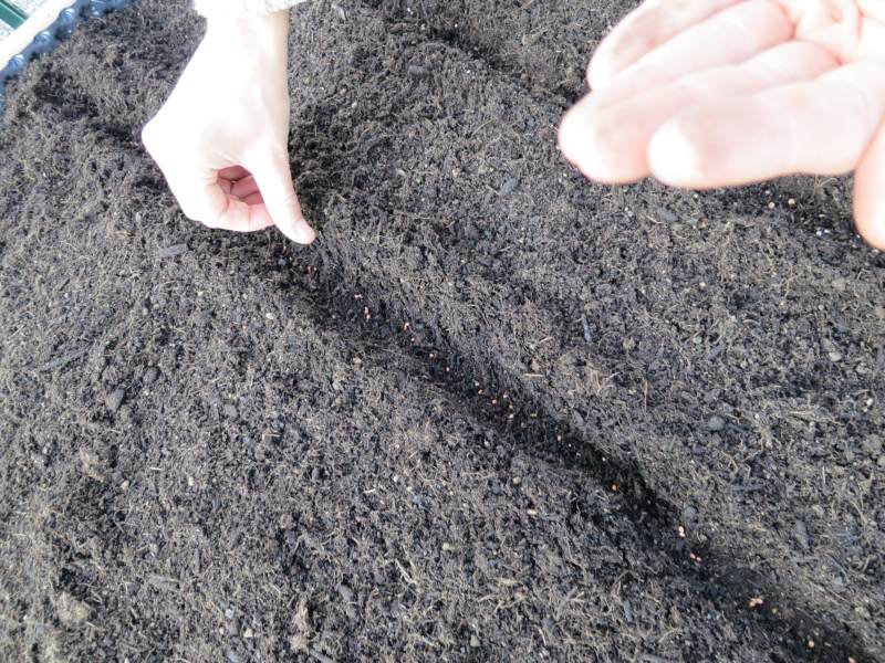 Bio-Samen in Terrassenbeet säen Direktsaat von Bio-Samen