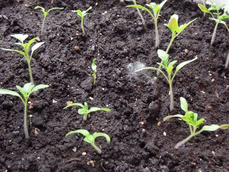 Toamten Anzucht Tomaten Jungpflanzen