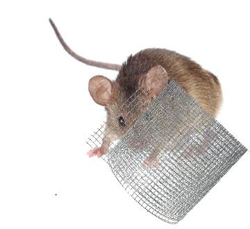 Whlmaus mitGitter