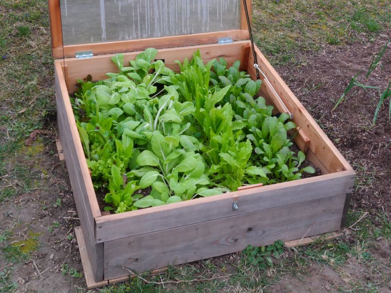 Samen Fur Herbstanbau Online Bestellen Samenmischungen Bio Samen