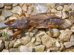 Nematoden gegen Maulwurfsgrillen und Wiesenschnaken Maulwurfsgrille