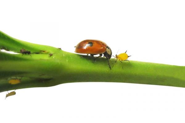 Zweipunkt-Marienkäfer und Blattlaus