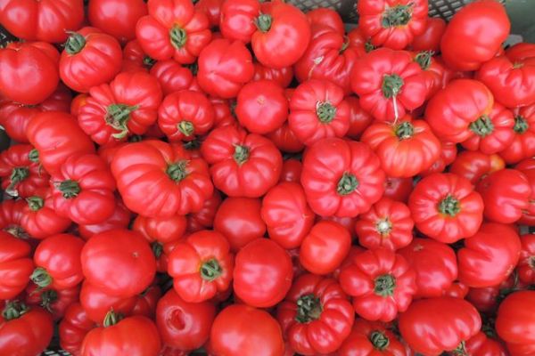 Tomate 'Marmande', ©ReinSaat