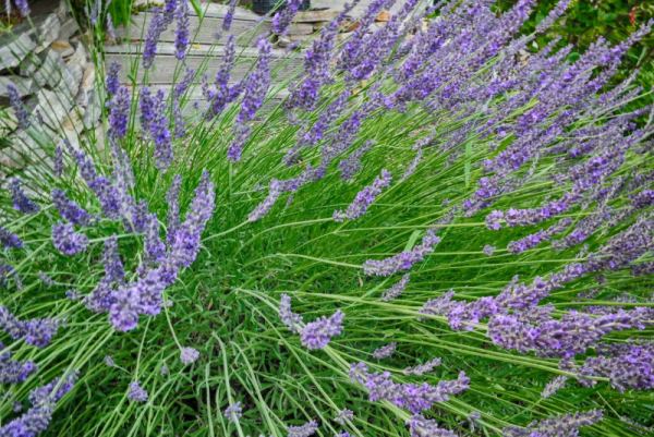 Lavendel
