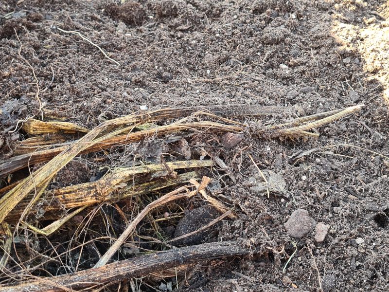 Abgesacktes Hochbeet auffüllen alte Erde