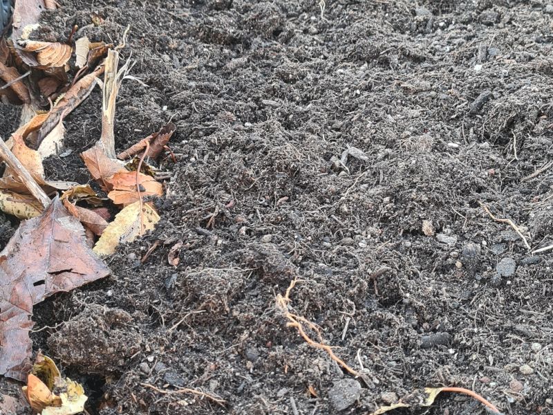 Abgesacktes Hochbeet auffüllen halbfertiger Kompost