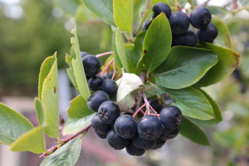 Aronia Pflanze