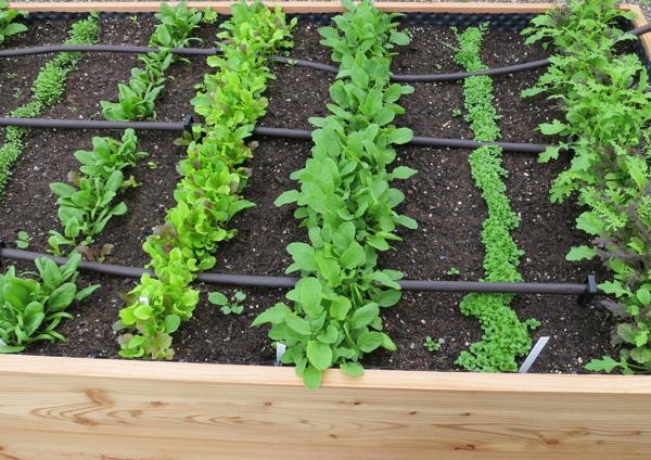 Bewässerung Hochbeet Salate