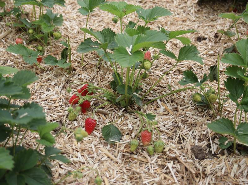 Erdbeeren unter Mulch
