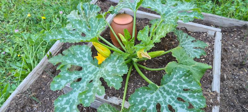 Olla klein Zucchini
