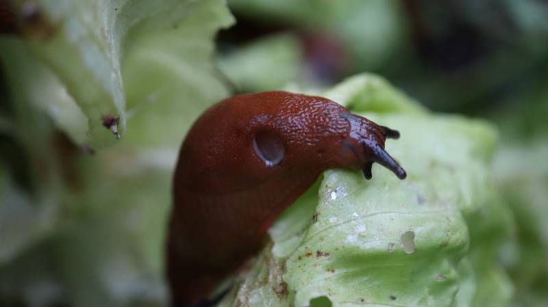 Schnecke 1 800