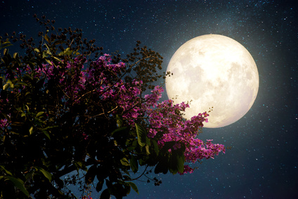 Fotolia Mond mit Blüte XS