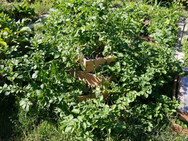 Kartoffelhochbeet im Hochsommer