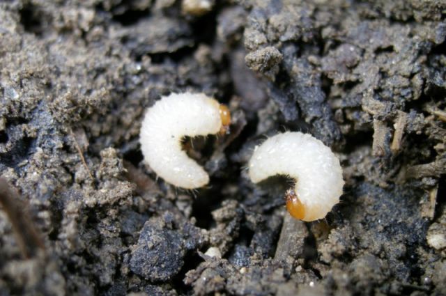 Dickmaulrüssler biologisch bekämpfen - bio-garten