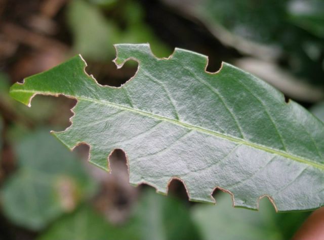 Schadbild Dickmaulrüssler