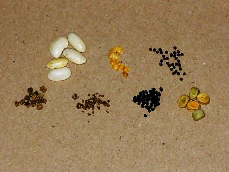 Bild mit verschiedenen Bio-Samen