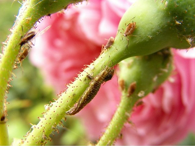 Florfliegenlarve und Blattläuse