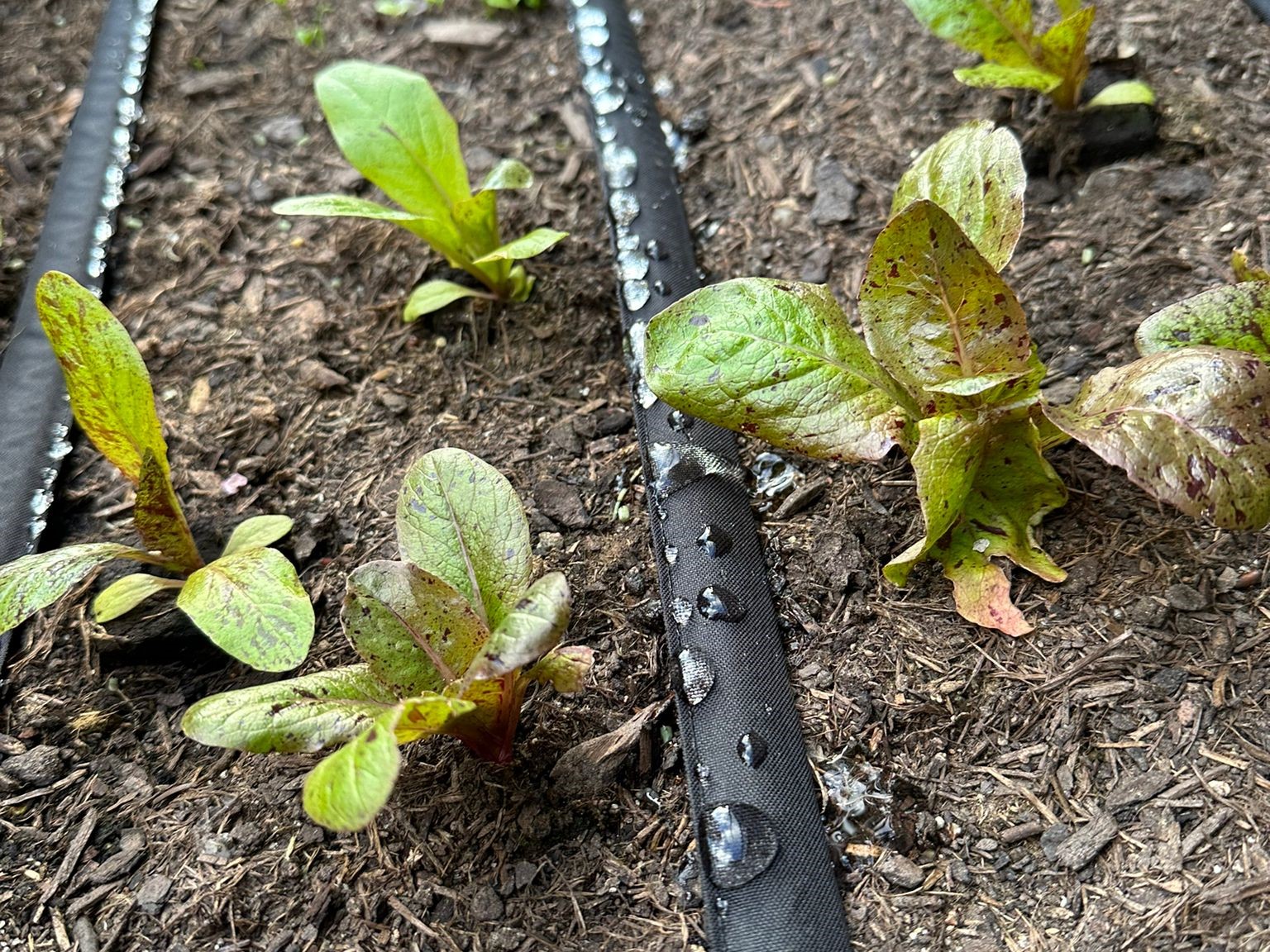 edamame saatgut Seedeo® Sojabohne Summer Shell ( Glycine max ) Edamame-Sorte 30 Samen main image 0