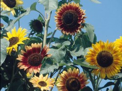 Sonnenblume 