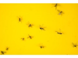Trauermücken auf Gelbsticker