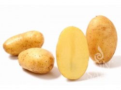 Saatkartoffeln 'Annabelle'