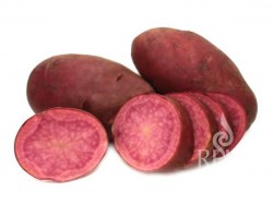 rote Kartoffelsorte 'Heiderot'