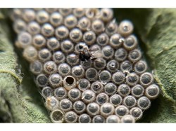 Durch Schlupfwespe parasitiertes Eigelege