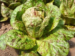 rot grün gesprenkelter Romanasalat der Sorte Forellenschluss