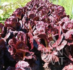 Weinroter Romanasalat der Sorte Rosha