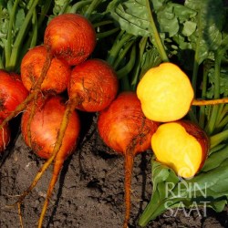 Rübensorte Wintersonne mit oranger Schale und gelber Frucht