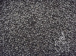 Viele kleine schwarze Bohnen der Sorte Black Turtle