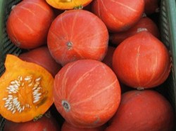 Hokkaido-Kürbis 'Red Kuri', ©ReinSaat