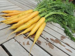 Karotte 'Jaune du Doubs', ©ReinSaat
