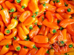Snackpaprika 'Hamik'; ReinSaat©