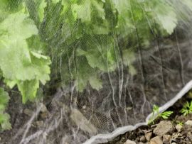 Insektennetz über einer Pflanze