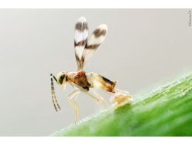 Schlupfwespe legt ein Ei in eine Wolllaus