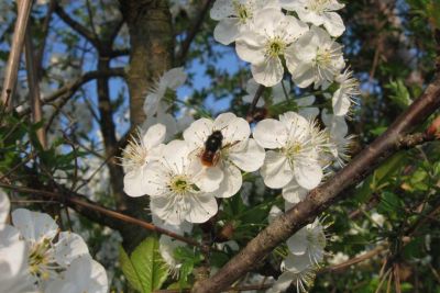 eine gehörnte Mauerbiene bestäubt weiße Blüten