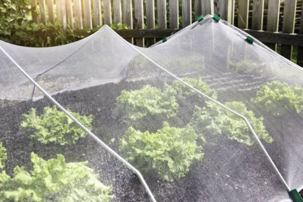 Insektennetz über einem Gemüsebeet Bild
