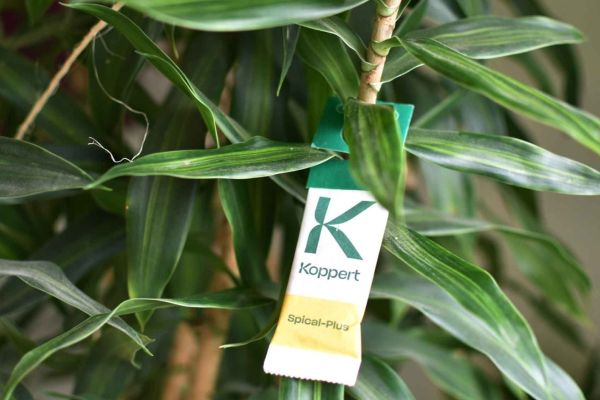 Neomite-Säckchen aufgehängt auf einer Zimmerpflanze