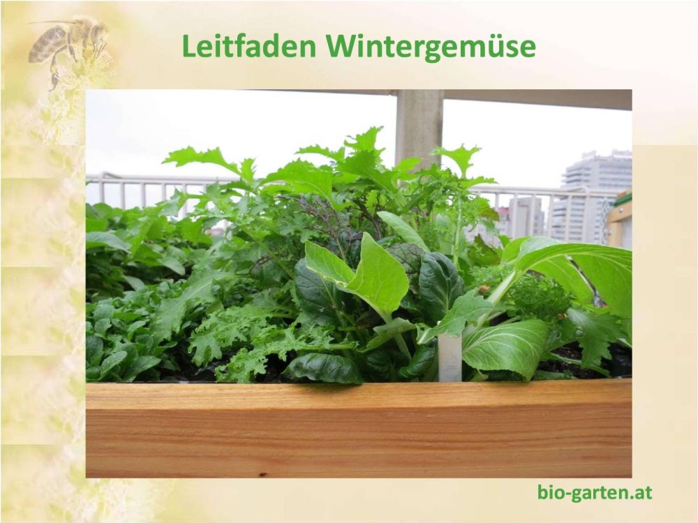 Booklet Cover von Leitfaden Wintergemüse mit Hchbeet und angebautem Wintergemüse