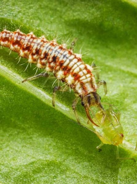 Florfliegenlarve saugt an Blattlaus