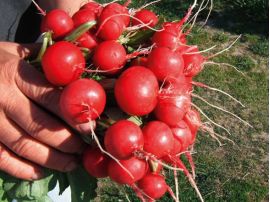 Salatmischung 'Misticanza', ©ReinSaat