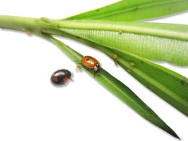 schwarzer und roter Zweipunkt-Marienkäfer